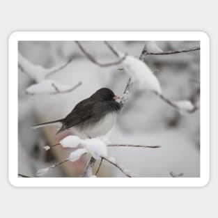 Dark eyed Junco Sticker